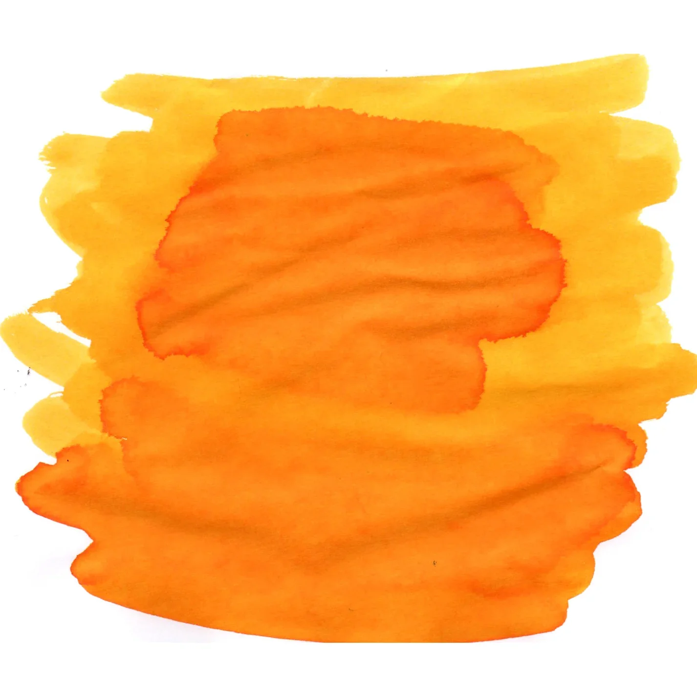Van Dieman's Wattle Yellow - Image 2